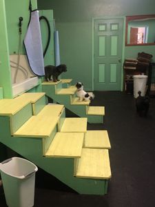 Sandy Paws Grooming & Dogwash photo 9