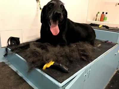 Sandy Paws Grooming & Dogwash photo 10