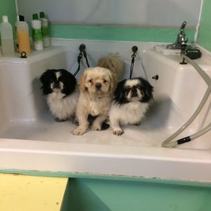 Sandy Paws Grooming & Dogwash photo 13