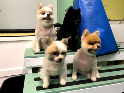 Sandy Paws Grooming & Dogwash photo 14