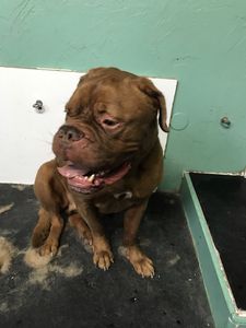 Sandy Paws Grooming & Dogwash photo 17