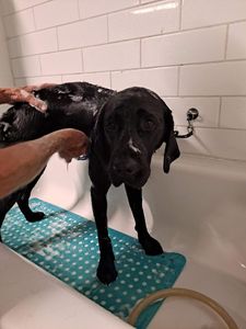 Sandy Paws Grooming & Dogwash photo 18