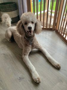 Sandy Paws Grooming & Dogwash photo 19