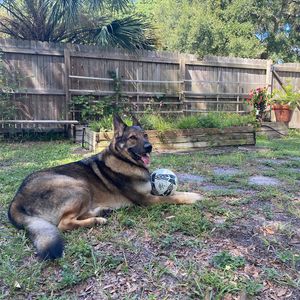 Sandy Paws Grooming & Dogwash photo 21