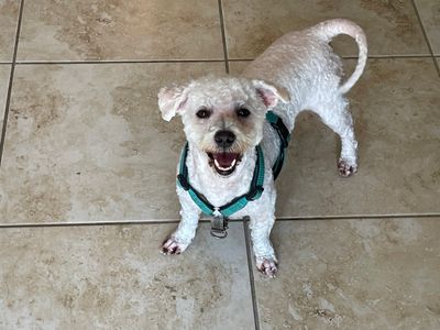 Sandy Paws Grooming & Dogwash photo 22