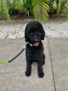 Sandy Paws Grooming & Dogwash photo 23