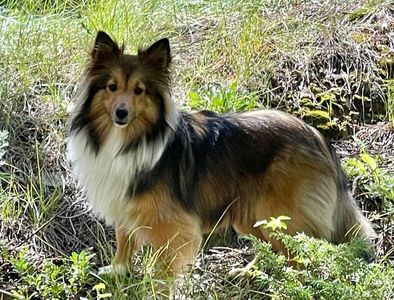 Sandy Paws Grooming & Dogwash photo 24