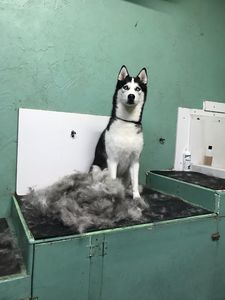 Sandy Paws Grooming & Dogwash photo 25