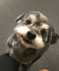 Sandy Paws Grooming & Dogwash photo 27