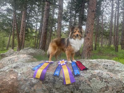 Sandy Paws Grooming & Dogwash photo 29