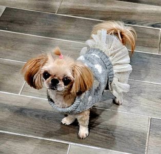 Sandy Paws Grooming & Dogwash photo 30