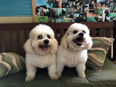 Sandy Paws Grooming & Dogwash photo 31