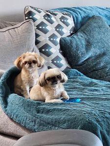 Sandy Paws Grooming & Dogwash photo 32