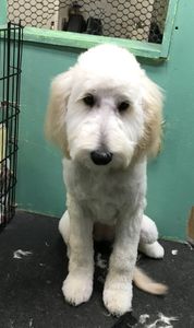 Sandy Paws Grooming & Dogwash photo 33