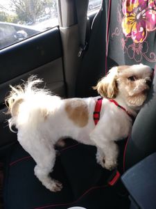 Sandy Paws Grooming & Dogwash photo 34