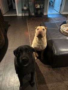 Sandy Paws Grooming & Dogwash photo 36