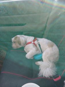 Sandy Paws Grooming & Dogwash photo 39