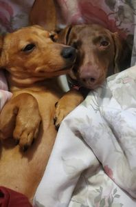 Sandy Paws Grooming & Dogwash photo 40