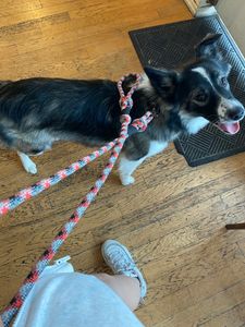 Sandy Paws Grooming & Dogwash photo 41