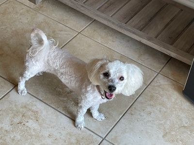 Sandy Paws Grooming & Dogwash photo 42