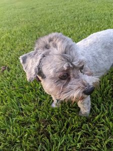 Sandy Paws Grooming & Dogwash photo 43