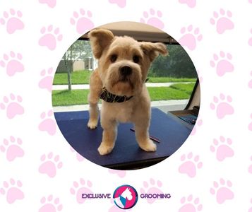 Exclusive C&D Grooming