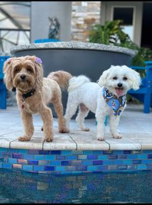 Exclusive C&D Grooming photo 2