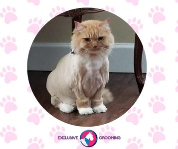 Exclusive C&D Grooming photo 3