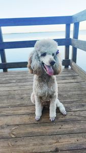 Exclusive C&D Grooming photo 4