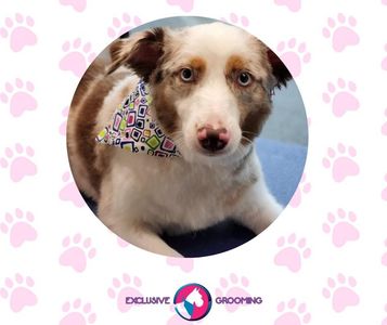 Exclusive C&D Grooming photo 5