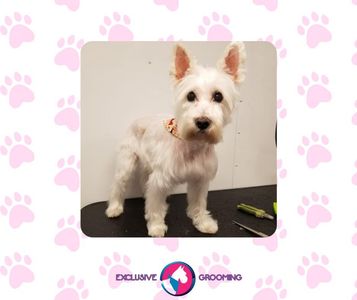 Exclusive C&D Grooming photo 6