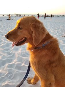 Exclusive C&D Grooming photo 8