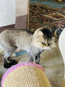 Exclusive C&D Grooming photo 9