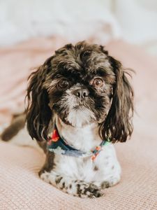 Exclusive C&D Grooming photo 10