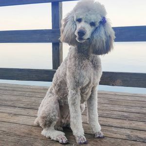 Exclusive C&D Grooming photo 12