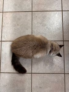 Exclusive C&D Grooming photo 14