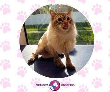 Exclusive C&D Grooming photo 15