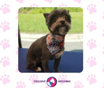 Exclusive C&D Grooming photo 17