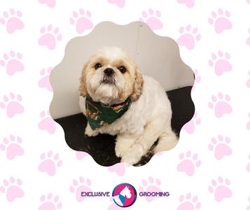 Exclusive C&D Grooming photo 18