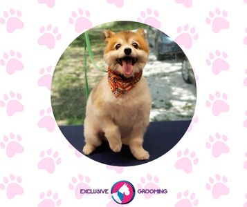 Exclusive C&D Grooming photo 20