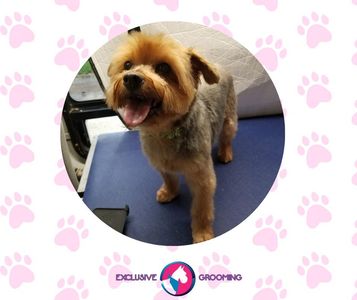 Exclusive C&D Grooming photo 21