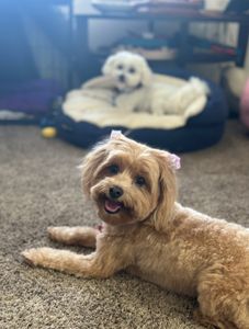 Exclusive C&D Grooming photo 22