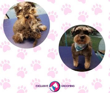 Exclusive C&D Grooming photo 23