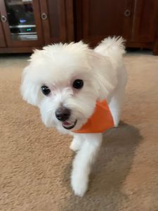 Exclusive C&D Grooming photo 24