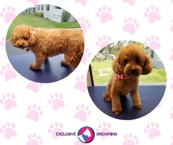 Exclusive C&D Grooming photo 26