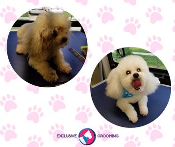 Exclusive C&D Grooming photo 27