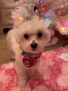 Exclusive C&D Grooming photo 31