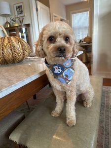 Exclusive C&D Grooming photo 33