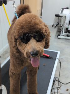 Well Groomed Pets West Bradenton photo 3