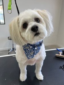 Well Groomed Pets West Bradenton photo 4